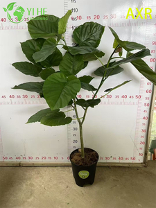 Figo decorativo multifuncional para interiores Ficus Umbellata planta de folhagem em vaso para interior