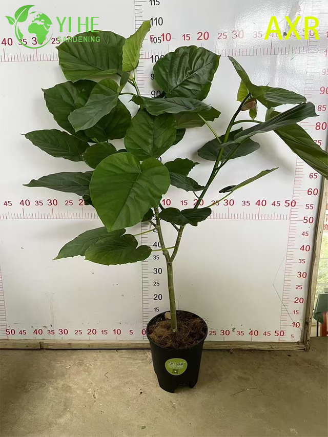 Multifunktionale dekorative Feige f&uuml;r den Innenbereich, Ficus Umbellata, Topflaubpflanze f&uuml;r den Innenbereich