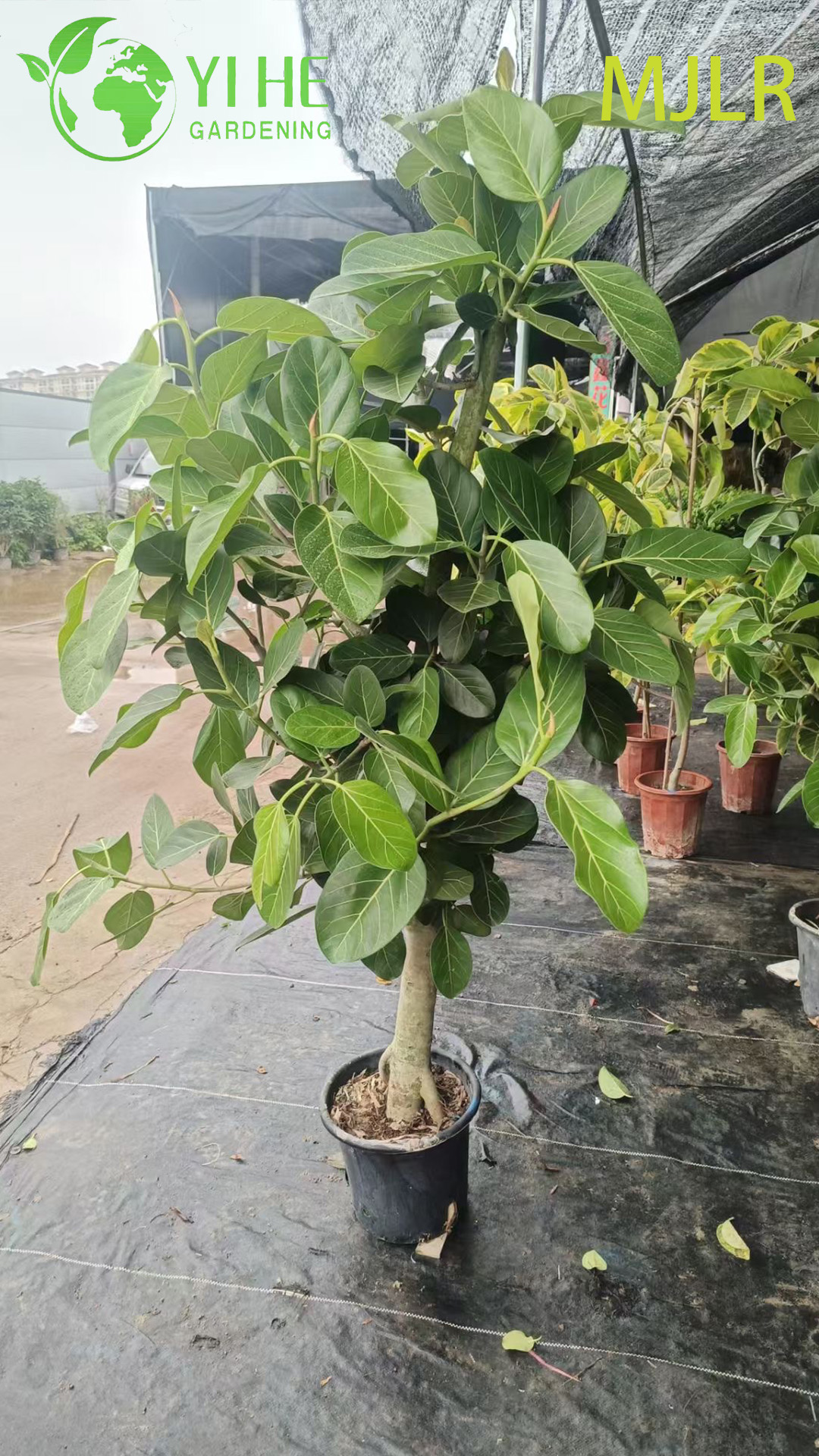 Indoor Bengaalse Fig Ficus Bengalensis Grote Gebladerte Ingemaakte Decoratieve Plant