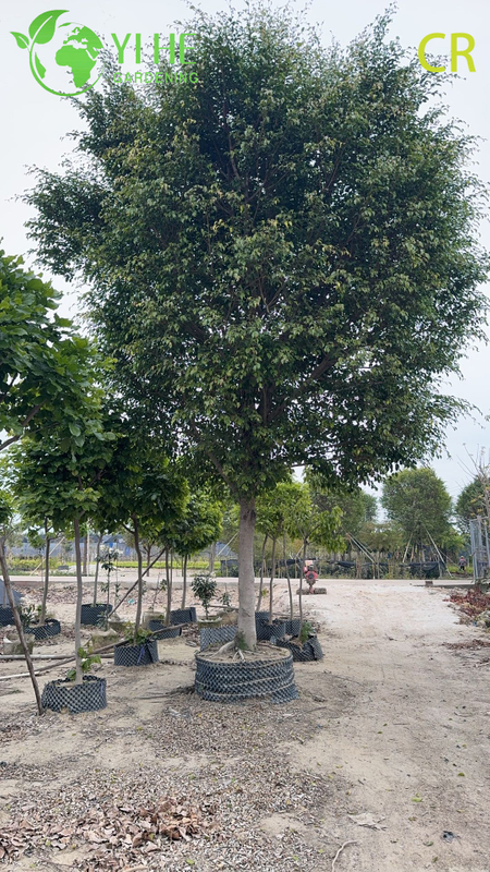Purificateur d'air d'usines de feuillage vert de plantes d&eacute;coratives en pot de figue d'int&eacute;rieur