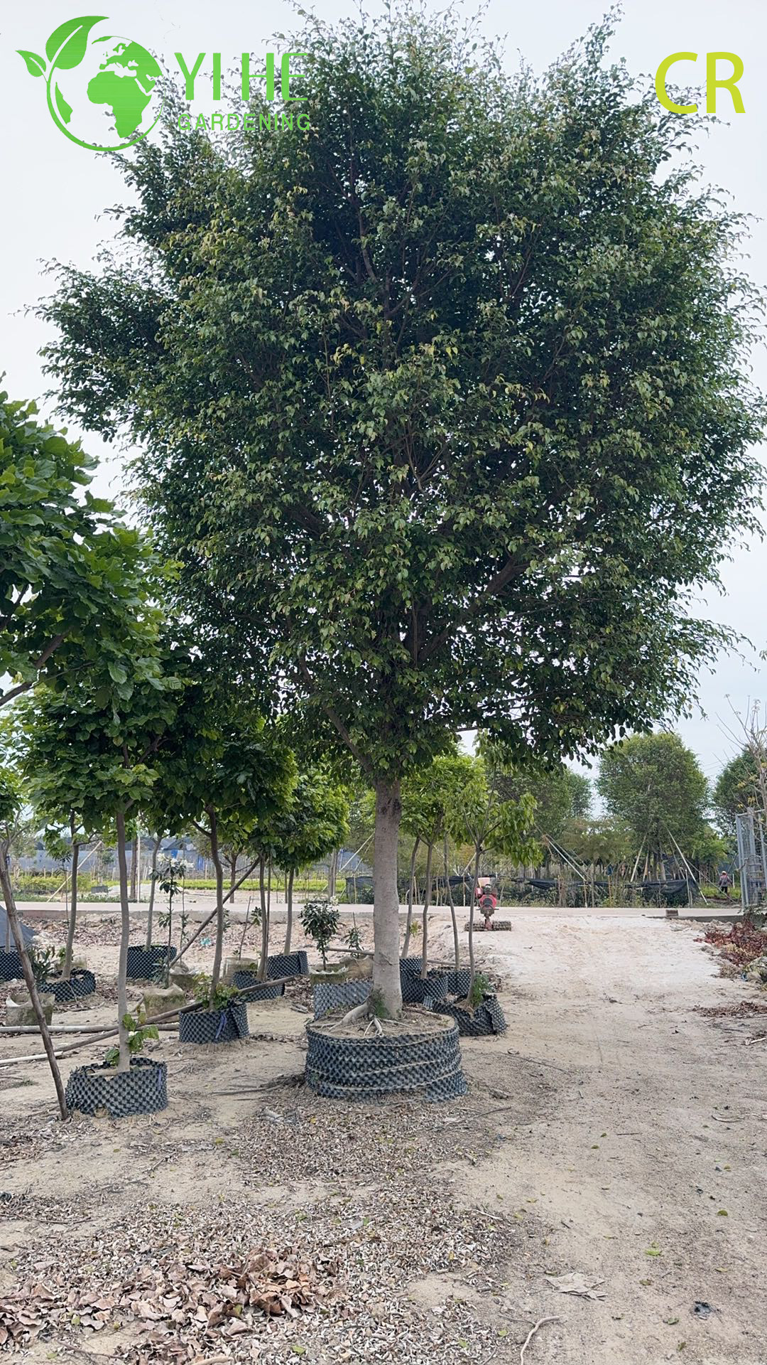 Purificateur d'air d'usines de feuillage vert de plantes d&eacute;coratives en pot de figue d'int&eacute;rieur