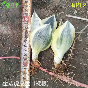 ドワーフ ハーニー ツバメの巣 ヘビ プラント ライブ ロゼット 観葉植物