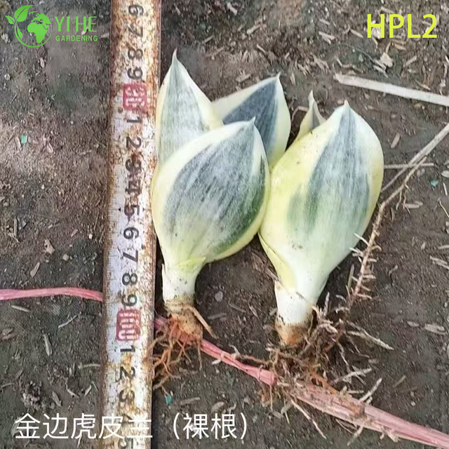 C&acirc;y tổ rắn l&ugrave;n Hahnii C&acirc;y tổ hoa hồng sống trong nh&agrave;