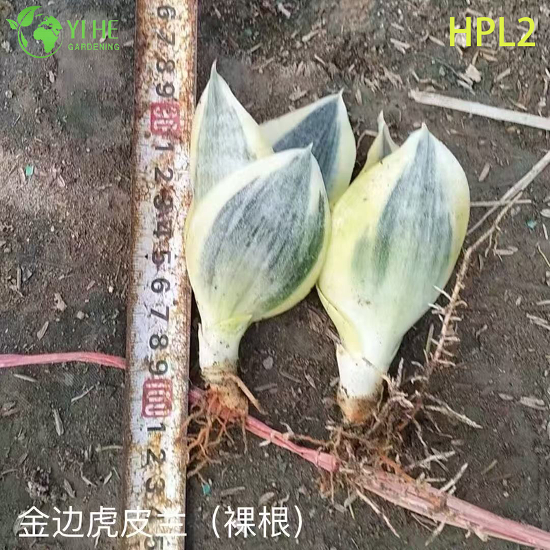 Plante de serpent nain Hahnii Bird’s Nest Plante d’int&eacute;rieur &agrave; rosette vivante