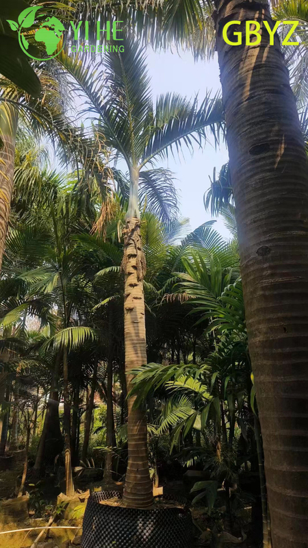 Groothandel Spindelpalm (Hyophorbe Verschaffeltii) - Slanke groenblijvende palmen