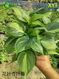 실내 후행 단풍 장식을 위한 도매 Syngonium Podophyllum 화분에 심은 식물