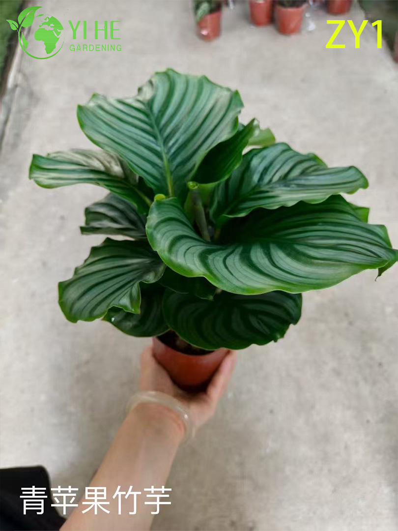 Plantes en pot Calathea en gros pour d&eacute;cor purificateur d'air &agrave; feuillage panach&eacute; d'int&eacute;rieur