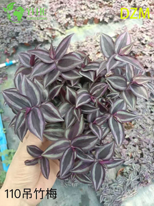 الجملة Tradescantia Zebrina بوعاء النباتات لديكور أوراق الشجر المعلقة في الأماكن المغلقة