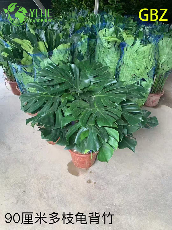 Groothandel Monstera Deliciosa potplanten voor binnendecoratie met groot blad