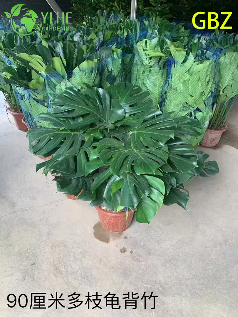 Groothandel Monstera Deliciosa potplanten voor binnendecoratie met groot blad