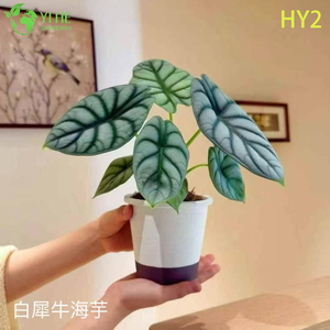 លក់ដុំ Alocasia Plants - ស្លឹកធំត្រូពិច តុបតែងលម្អក្នុងផ្ទះ