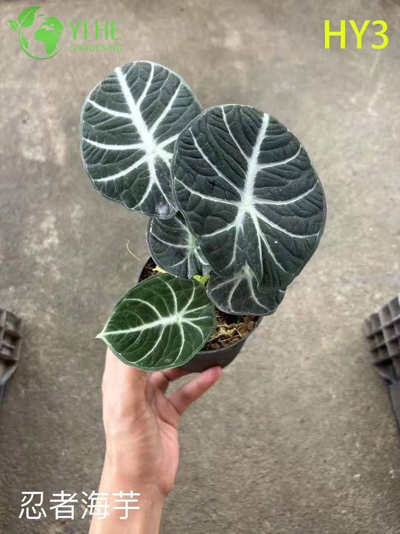 نباتات Alocasia ذات الأو