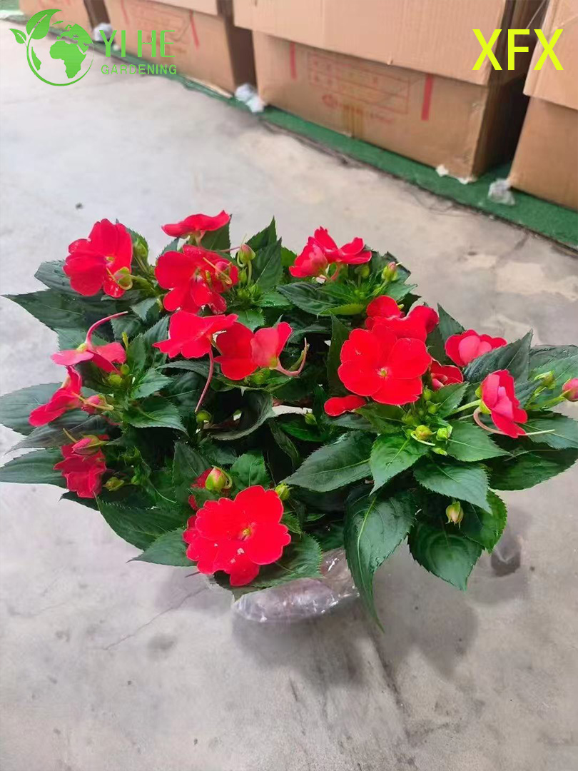 ຂາຍສົ່ງ Impatiens 'ແນວພັນໃຫມ່' ພືດ potted ສໍາລັບ indoor Outdoor ສີດອກໄມ້ປະດັບ
