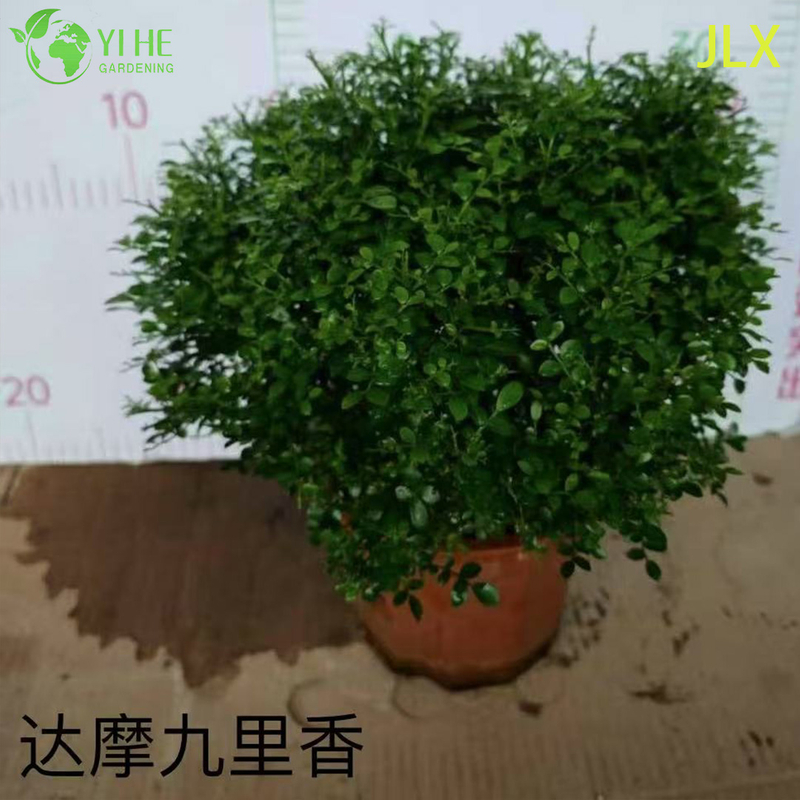 Piante in vaso Murraya Paniculata all'ingrosso per decorazioni floreali profumate per interni ed esterni