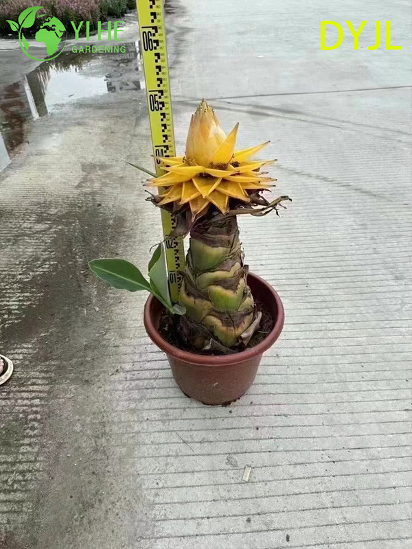 B&aacute;n bu&ocirc;n c&acirc;y trồng trong chậu Musella Lasiocarpa để trang tr&iacute; s&acirc;n vườn nhiệt đới ngo&agrave;i trời