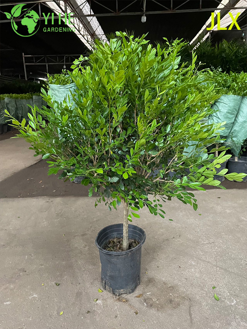 គ្រឿងលម្អ Potted Murraya exotica L. សម្រាប់រោងចក្រនាំចេញ