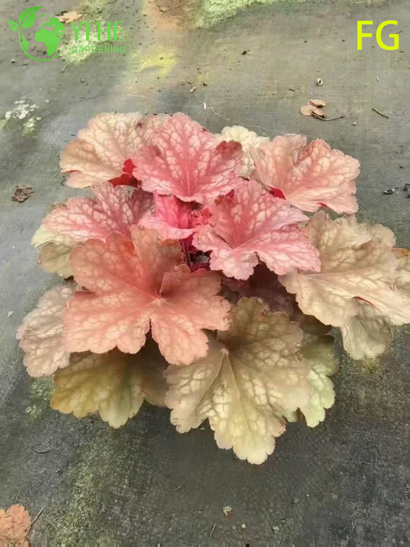 Großhandel mit Heuchera-Topfpflanzen für den Schattengarten im Freien mit buntem Laub
