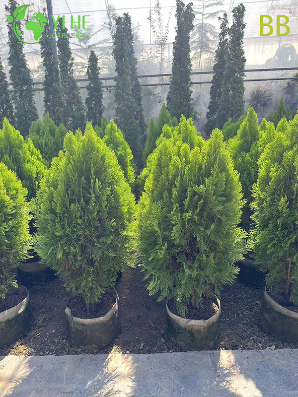 Comercio al por mayor de hoja perenne ornamental Cipr&eacute;s Hinoki para jardines al aire libre Bonsai