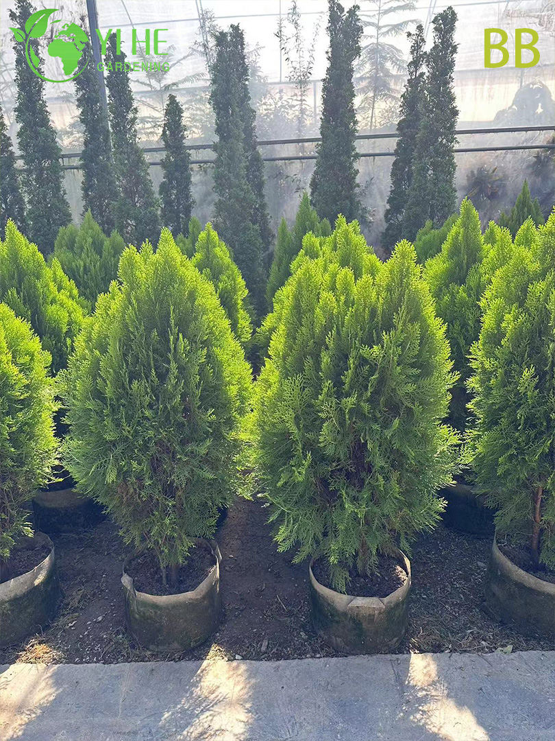 Comercio al por mayor de hoja perenne ornamental Cipr&eacute;s Hinoki para jardines al aire libre Bonsai
