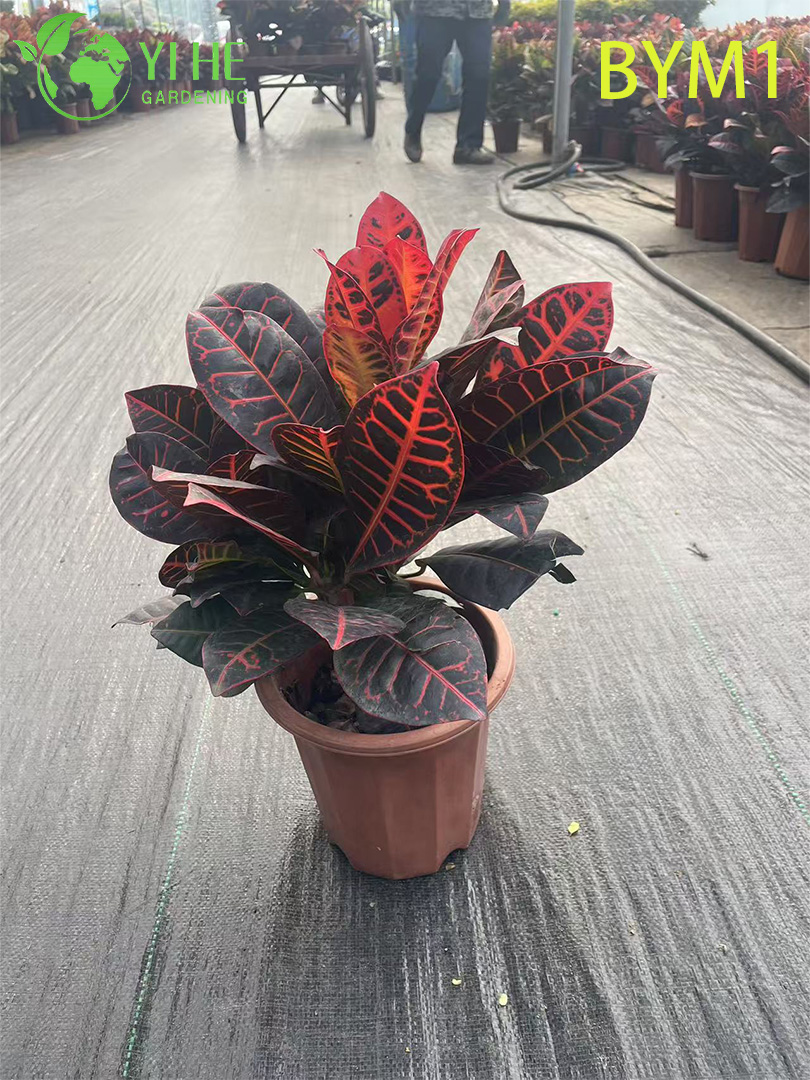 ขายส่งพืช Croton หลากสีสันหลากสีสันสำหรับบอนไซสวนในร่ม