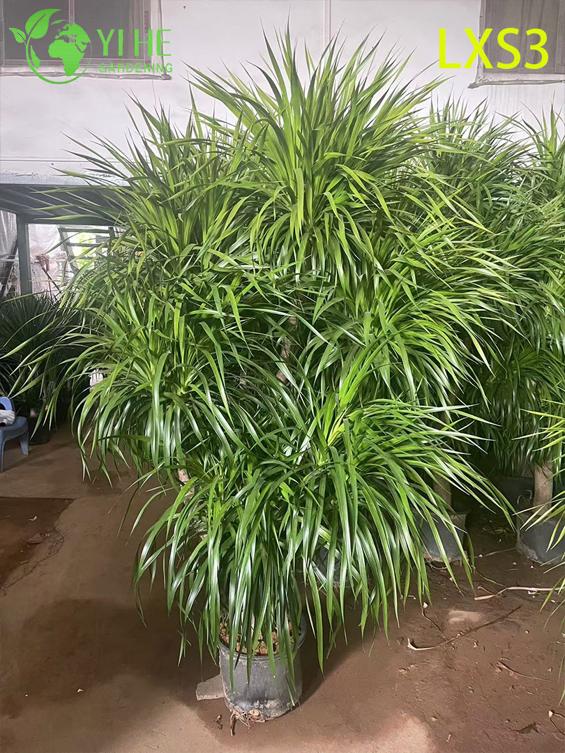 इनडोर हरियाली सजावट के लिए लंबा सिंगल-ट्रंक ड्रेकेना ड्रेको