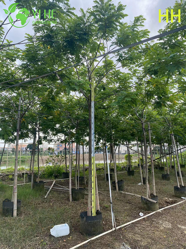 Ozdobne ż&oacute;łte drzewo kwitnące Cassia glauca