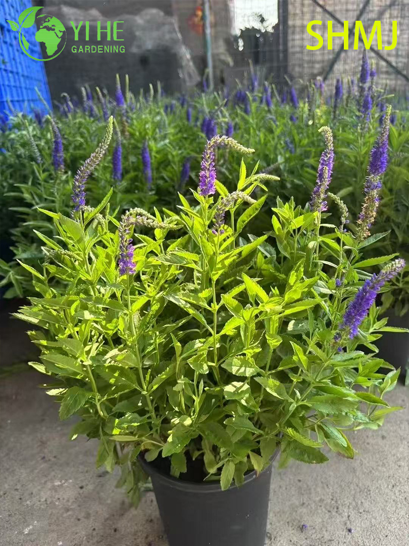 थोक निर्यात विटेक्स एग्नस-कास्टस सजावटी फूल झाड़ी प्रीमियम गुणवत्ता