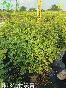 थोक निर्यात तुरही बेल सजावटी फूल पर्वतारोही प्रीमियम गुणवत्ता