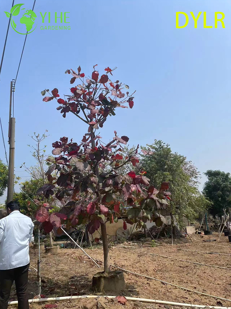 الجملة شجرة كاتابا الزينة الطرفية، كبيرة - أوراق اللوز لتصدير الحدائق والمناظر الطبيعية