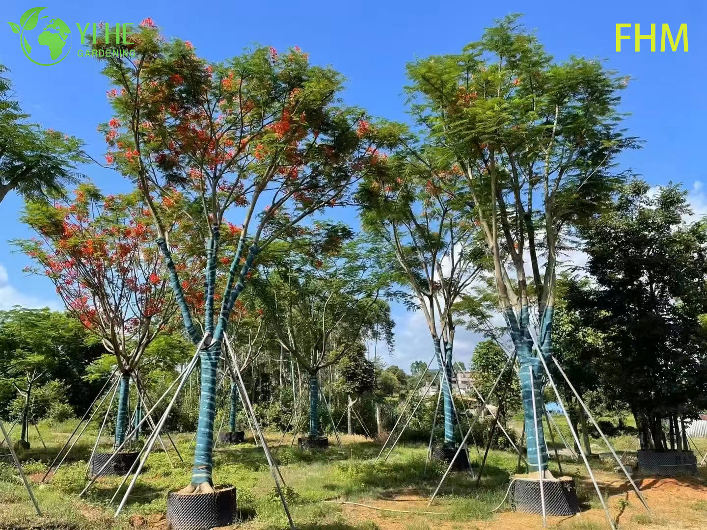 نباتات الزينة الاستوائية Delonix regia، شجرة العنقاء المزهرة الملونة باللهب، المناظر الطبيعية دائمة الخضرة Delonix regia، شجرة لهب الحديقة الاستوائية