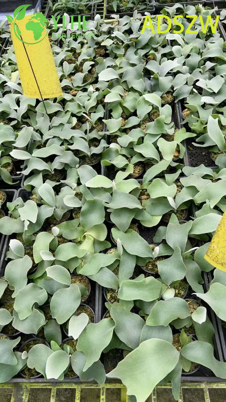 Горшечные растения Andes Java оптом для внутреннего и наружного ландшафтного дизайна и украшения