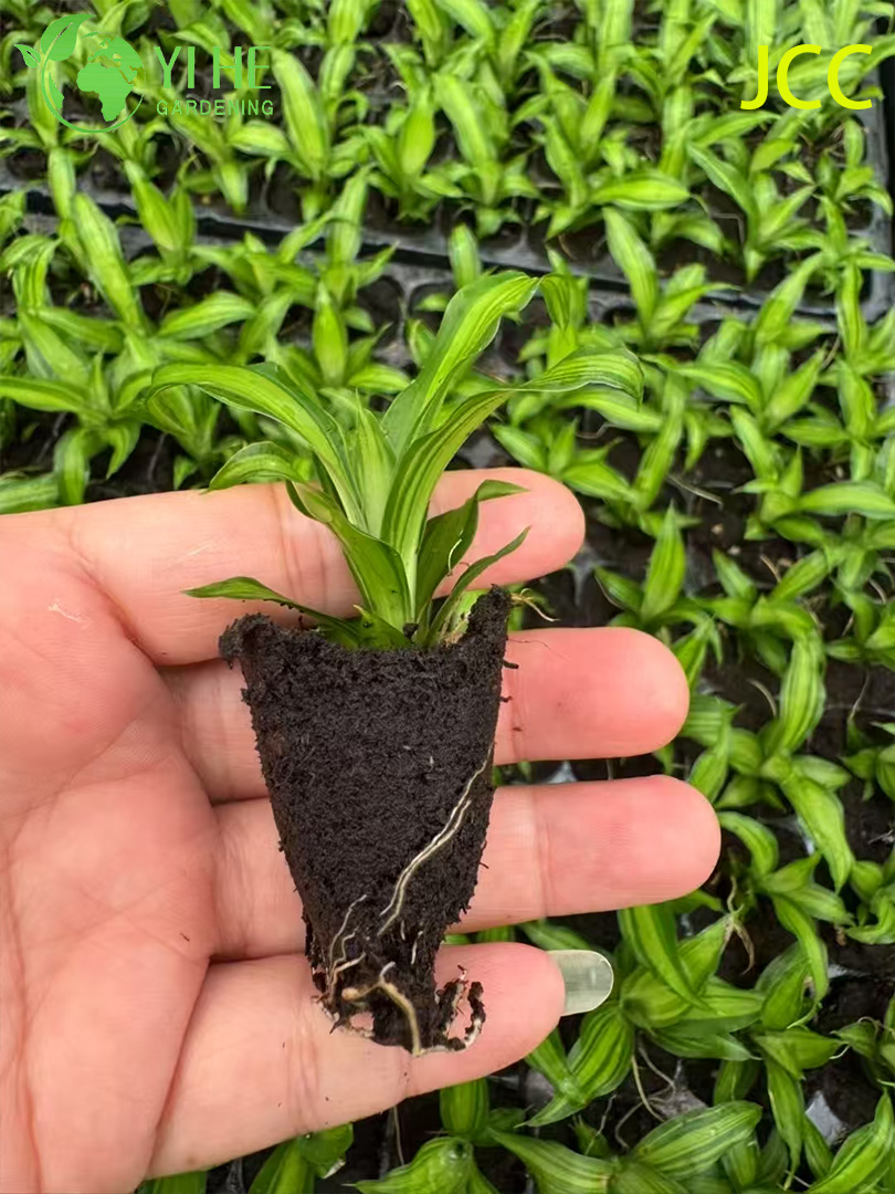 Gro&szlig;handel Export Golden Shine Tropical Foliage Setzlinge | Zierpflanzen-S&auml;mlinge