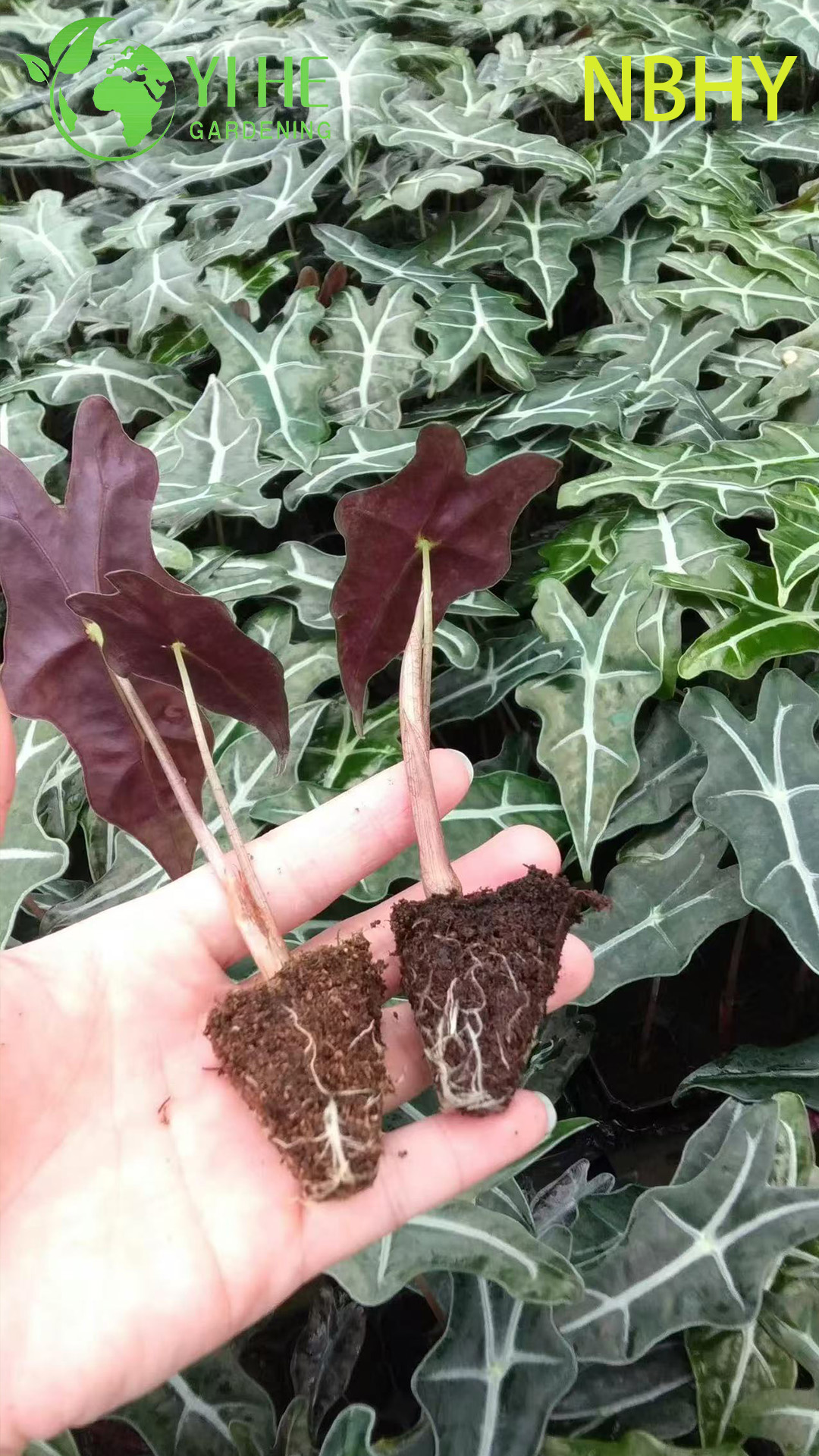 Exporta&ccedil;&atilde;o no atacado de mudas de Nobi Alocasia | Mudas de Folhagens Ornamentais Tropicais