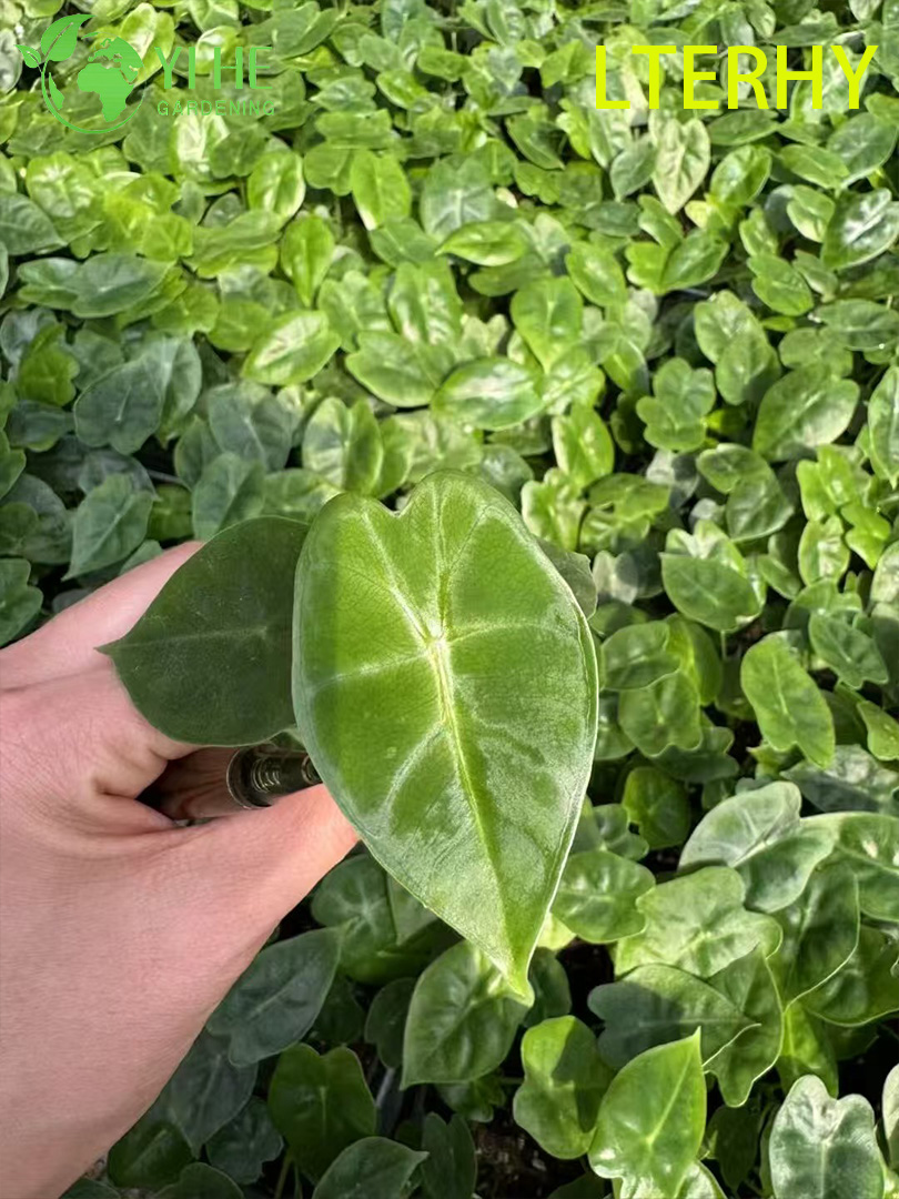 Pl&aacute;ntulas de Alocasia de terciopelo verde de exportaci&oacute;n al por mayor | Pl&aacute;ntulas de follaje ornamental tropical
