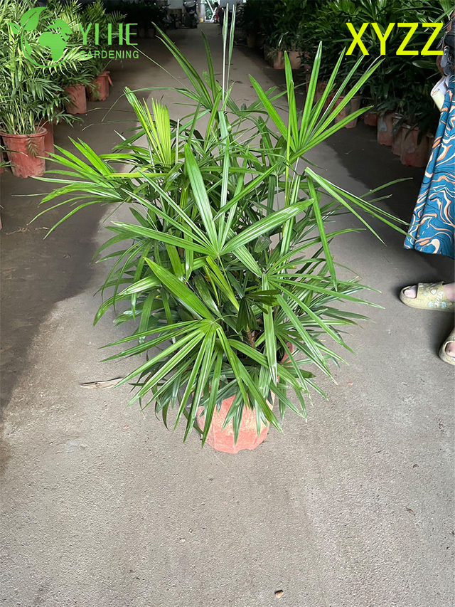 थोक निर्यात बौना लेडी पाम सजावटी सदाबहार झाड़ी प्रीमियम गुणवत्ता