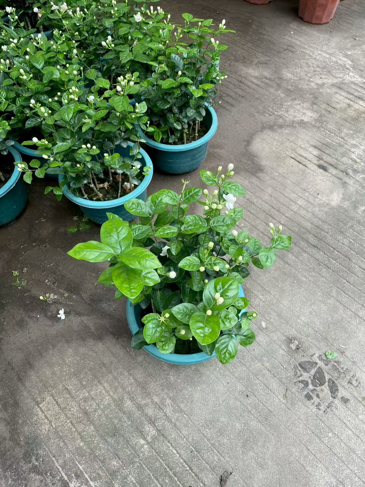 Bons&aacute;i fragante de Jasminum Sambac para decoraci&oacute;n interior y exterior