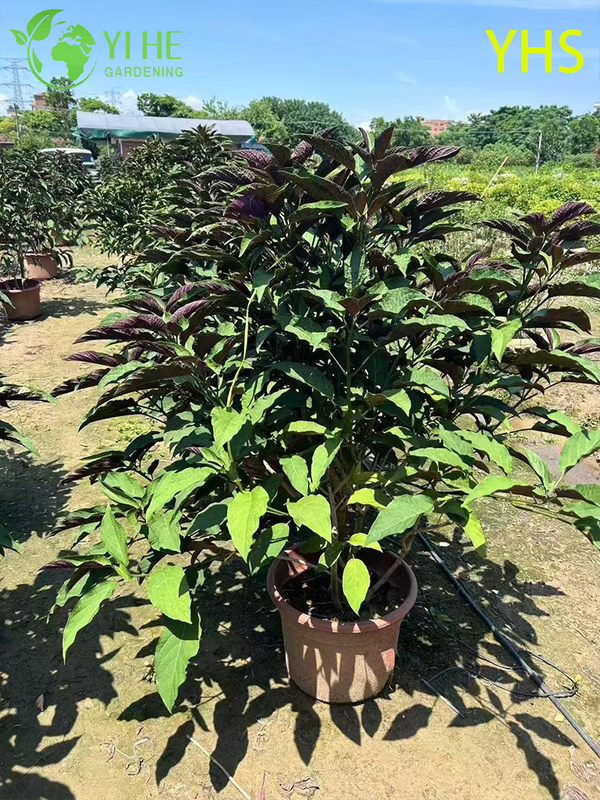 &Aacute;rvore de fogos de artif&iacute;cio flor ornamental planta de jardim tropical Clerodendrum Quadriloculare
