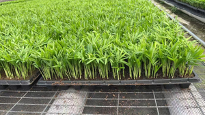 Jeunes plants de Chamaedorea elegans pour pépinière