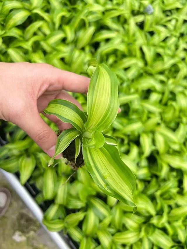 Саженцы драцены Голд Корд