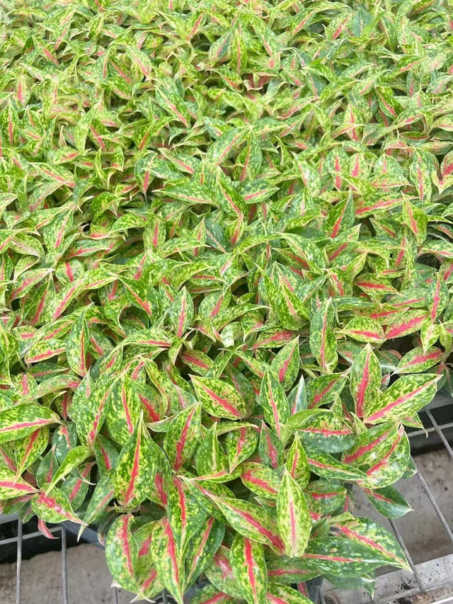 Молодое растение Аглаонема 'ночная искра' рассада