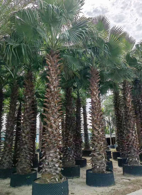 واشنطونيا روبوستا