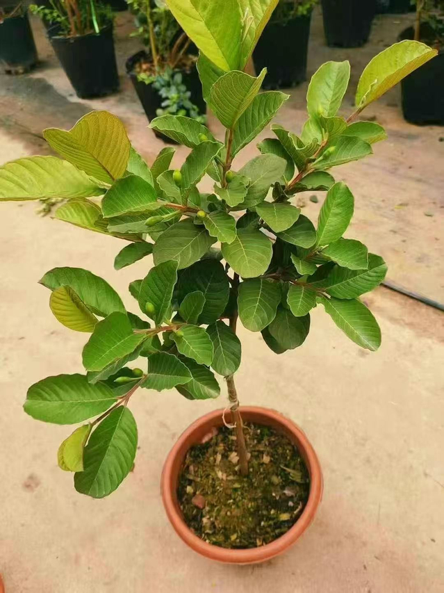 Psidium guajava &Aacute;rboles de guayaba