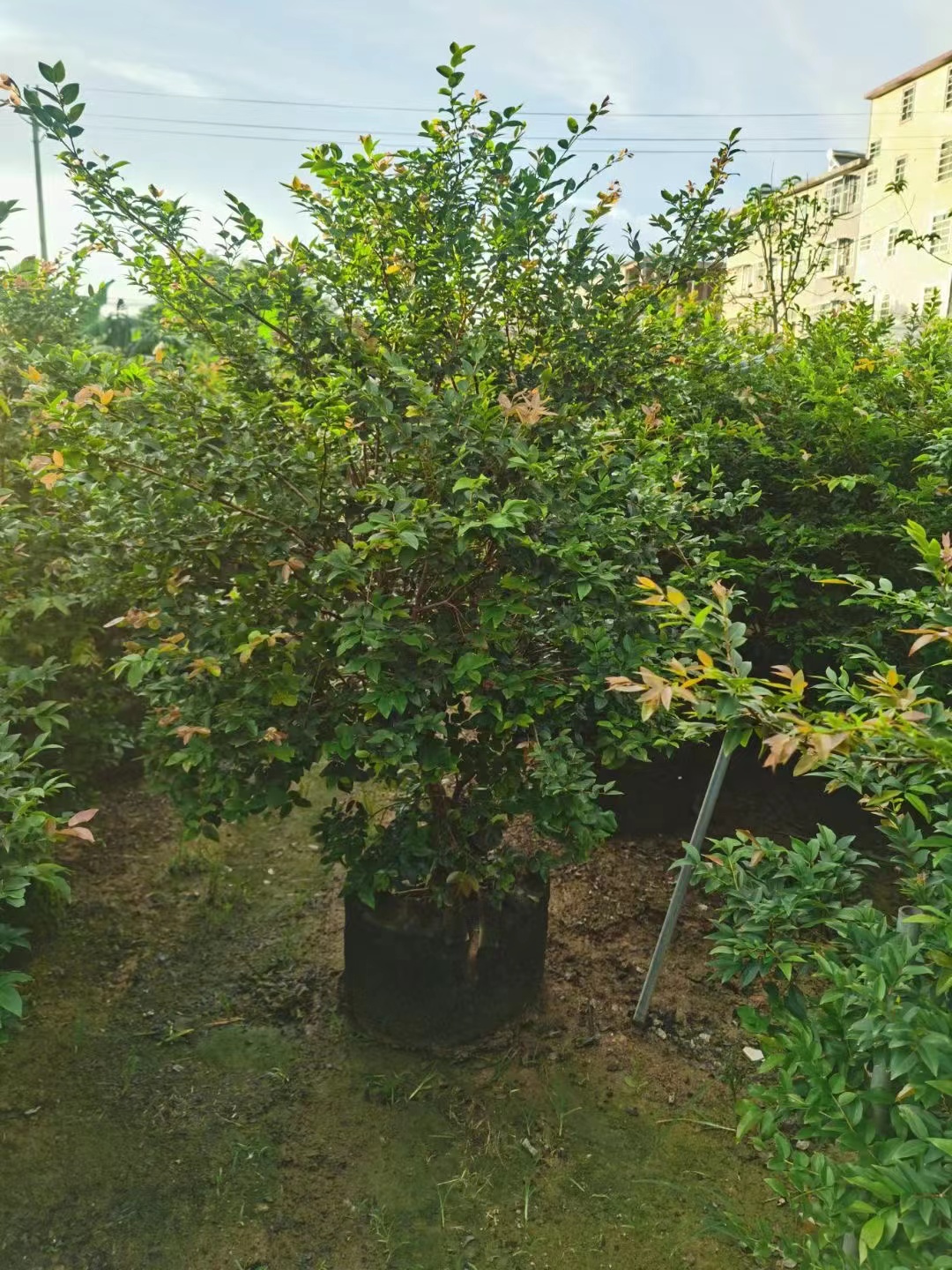 Alberi da frutto di Jaboticaba, Plinia cauliflora