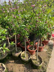 हनी पीच के पेड़, एमिग्डालस पर्सिका 'हनी पीच'