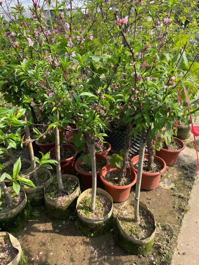 Melocotoneros de miel, Amygdalus persica 'Honey Peach'