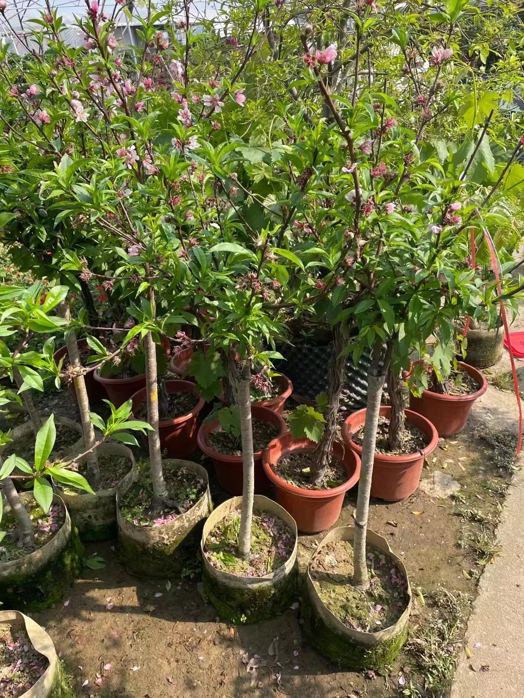 P&ecirc;chers au miel, Amygdalus persica 'Honey Peach'