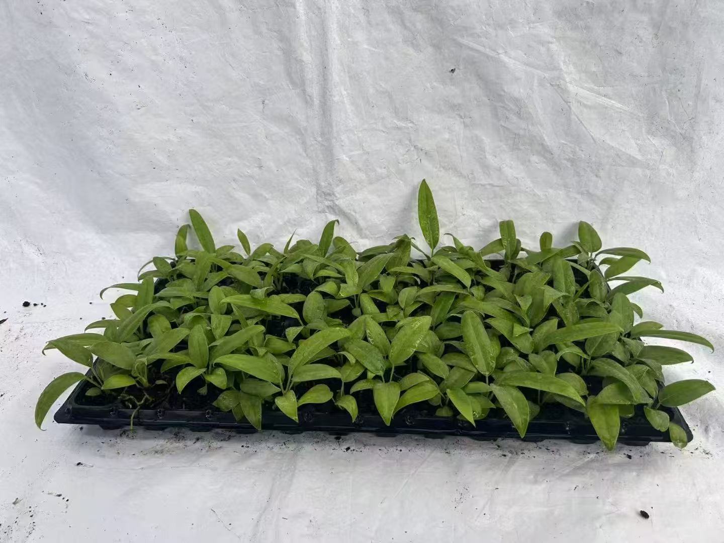 Anthurium Boulangeri