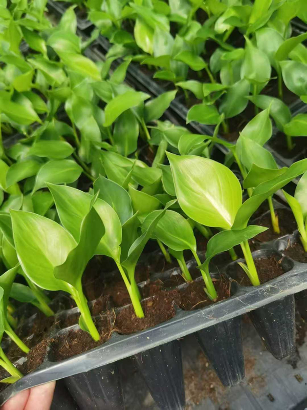 Piantina di Strelitzia Nicolai