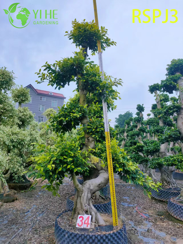 &Ocirc; nhiều tầng C&acirc;y Ficus nghệ thuật cao Một c&acirc;y cảnh sống tr&ecirc;n s&agrave;n trong nh&agrave;