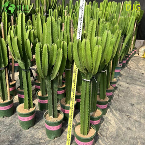Gran candelabro &aacute;rbol Euphorbia planta viva para decoraci&oacute;n interior Bonsai